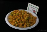 Yellow Currant_hf.jpg