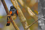 02098redstart-L2.jpg