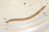 Spotted Snake Millipede (Blaniulus guttulatus)