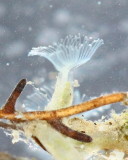 Phylactolaemate Bryozoan