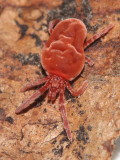 Giant Velvet Mite (Allothrombium sp.), Family Trombidiidae