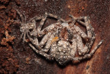 Family Philodromidae - Running Crab Spiders