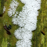 Coral Slime (Ceratiomyxa fruticulosa)