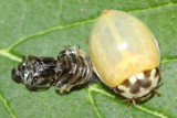 Eye-spotted Lady Beetle (Anatis mali)