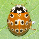 Eye-spotted Lady Beetle (Anatis mali)