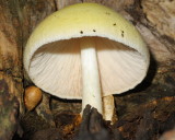 Silky Sheath (Volvariella bombycina)