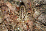 Odiellus pictus