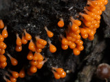 Hemitrichia calyculata