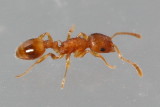 Temnothorax curvispinosus
