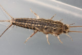 Four-lined Silverfish (Ctenolepisma lineata)