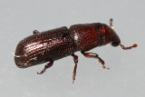 Rhyncolus brunneus