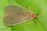 Forcepsfly (Merope tuber), family Meropeidae