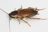 Pennsylvania Wood Cockroach (Parcoblatta pennsylvanica)