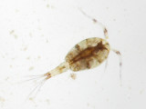 Cyclopoid copepod