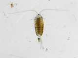 Calanoid copepod (Epischura lacustris)