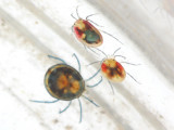 Koenikea & water mites