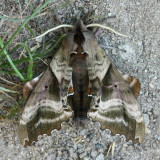 Blinded Sphinx, Hodges#7824 Paonias excaecata