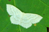 Family Geometridae - Geometer Moths