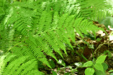 Lady Fern (Athyrium filix-femina)
