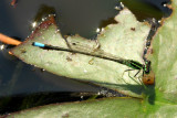 Eastern Forktail (Ishnura verticalis)