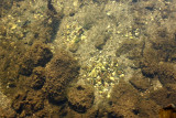 Northern Sunfish (Lepomis peltastes)