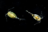 Cyclopoid copepods