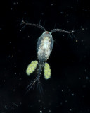 Cyclopoid copepod