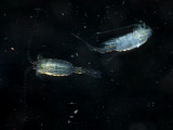 Calanoid copepod (Epischura lacustris)