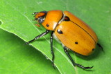 Grapevine Beetle (Pelidnota punctata)