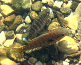 Northern Sunfish (Lepomis peltastes) spawning