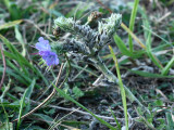 Vipers Bugloss (Echium vulgare)