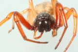 Family Corinnidae - Ground Sac Spiders