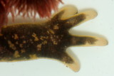 Common Mudpuppy (Necturus maculosus) foot