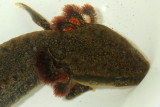 Common Mudpuppy (Necturus maculosus)