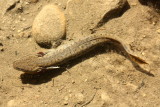 Common Mudpuppy (Necturus maculosus)