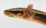 Common Mudpuppy (Necturus maculosus) larva