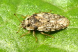 Ash-gray Leaf Bug (Parapiesma cinerea), family Piesmatidae