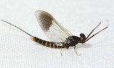 Family Leptophlebiidae - Pronggilled Mayflies
