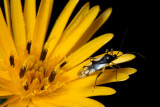 Plant Bug, Eccritotarsus pomacochanus (Miridae)