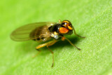 Stenomicra sp. (Periscelididae)