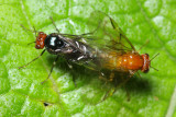 Sawflies (Pergidae)