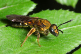 Hymenoptera of Ecuador III