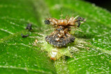 Tortoise Beetle larva (Cassidinae)