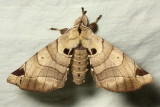 Apatelodes cf. princeps (Apatelodidae)
