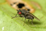 Lesser Dung Fly, Sclerocoelus sp. (Sphaeroceridae)