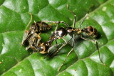Panther Ants, Neoponera aenescens complex (Formicidae)