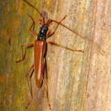 Longhorn, Novantinoe cf. mariahelenae (Disteniinae)