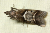 Snout Moth (Pyralidae)
