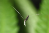 Fairy Moth (Adelidae)