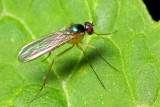 Long-legged Fly (Dolichopodidae)